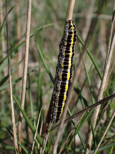 Calophasia sp.